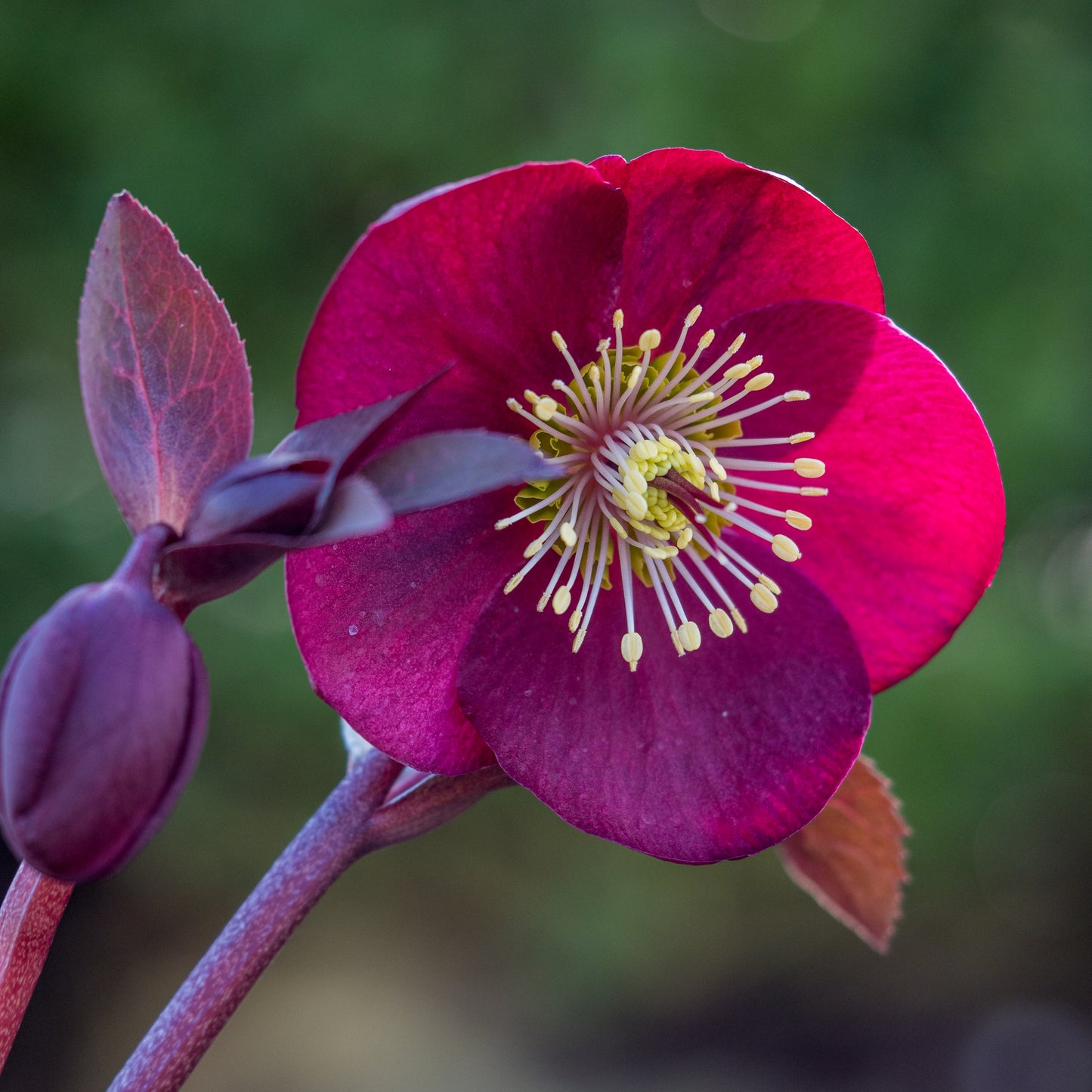 Helleborus (Rodney Davey Marbled Group) Anna's Red ('Abcrd02'PBR) (Frostkiss Series)