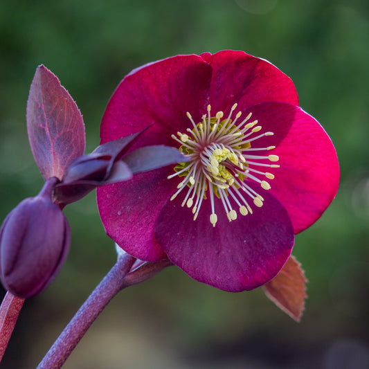 Helleborus (Rodney Davey Marbled Group) Anna's Red ('Abcrd02'PBR) (Frostkiss Series) - Hardy's Cottage Garden Plants