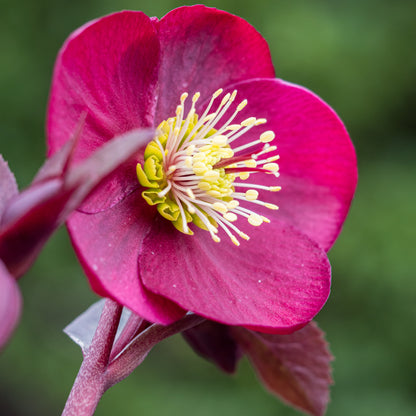 Helleborus (Rodney Davey Marbled Group) Anna's Red ('Abcrd02'PBR) (Frostkiss Series) - Hardy's Cottage Garden Plants