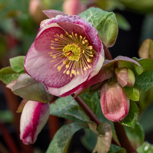 Helleborus (Rodney Davey Marbled Group) Glenda's Gloss ('Epb 25'PBR) (Frostkiss Series) - Hardy's Cottage Garden Plants