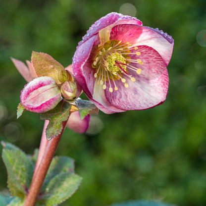 Helleborus (Rodney Davey Marbled Group) Glenda's Gloss ('Epb 25'PBR) (Frostkiss Series) - Hardy's Cottage Garden Plants