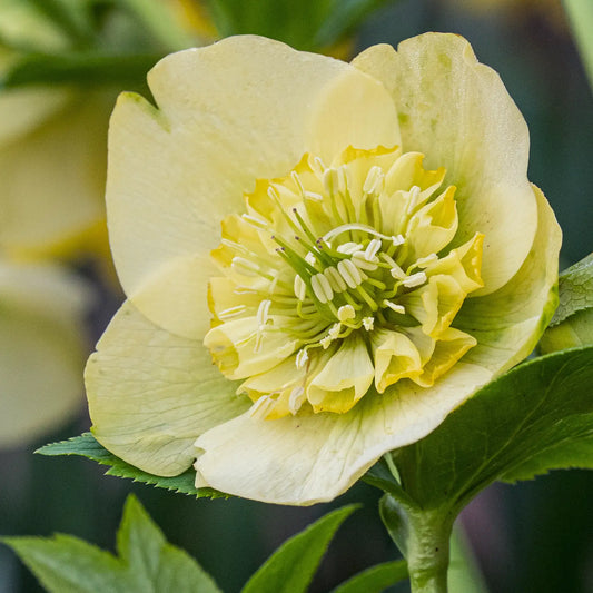 Helleborus × hybridus 'Lucrezia' (ViV Series) - Hardy's Cottage Garden Plants