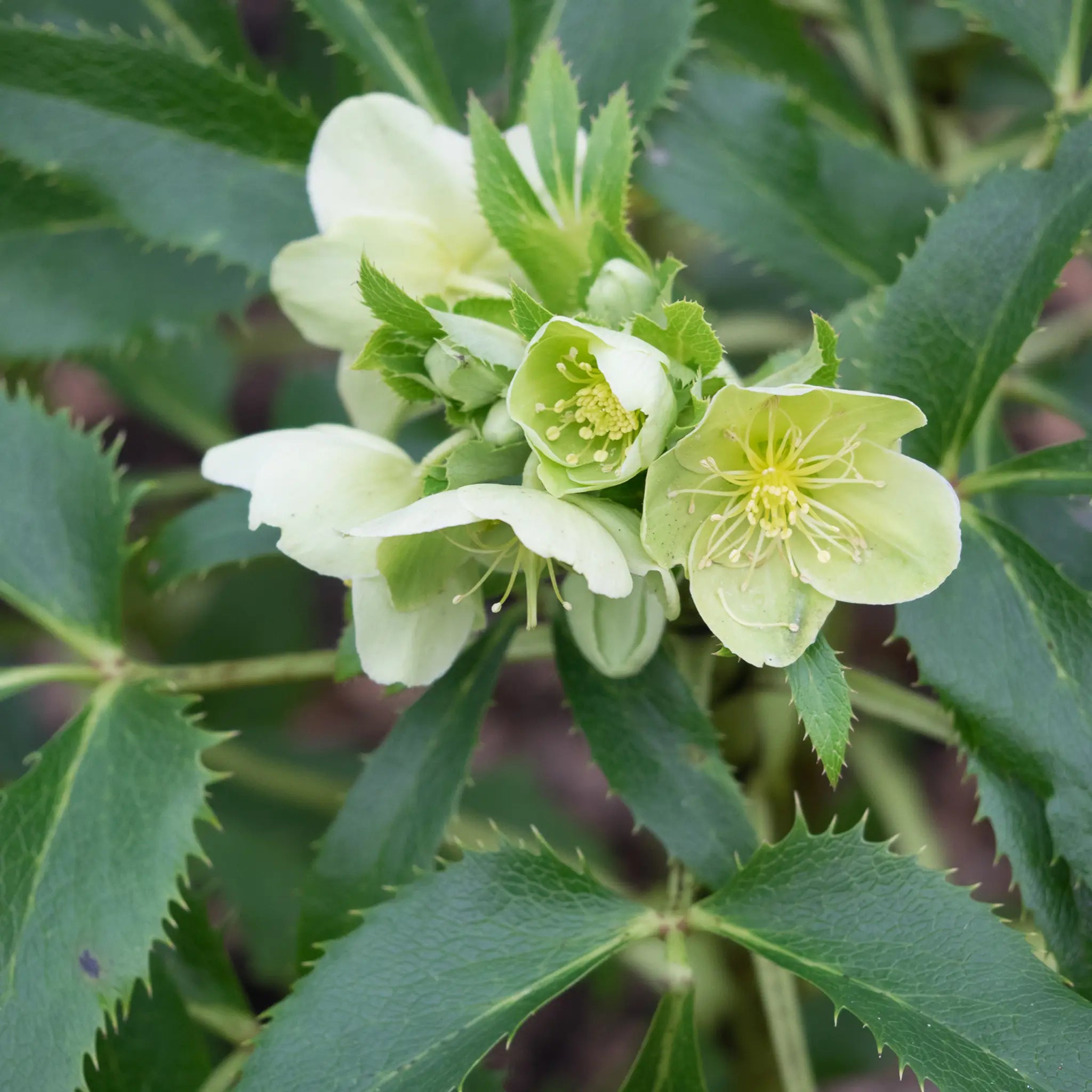 Halabore Helleborus argutifolius | Holly-leaved Hellebore | Hardy's – Hardy's ...