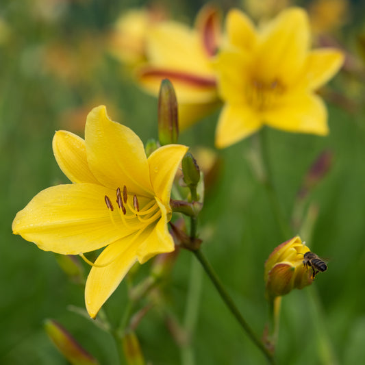 Hemerocallis 'Lemon Bells'