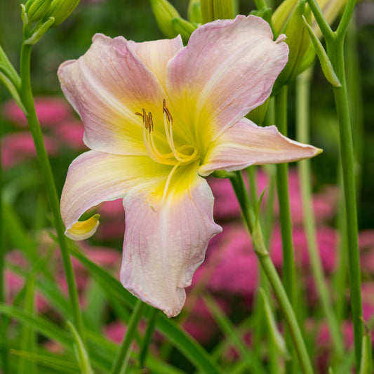 Hemerocallis 'Catherine Woodbery'