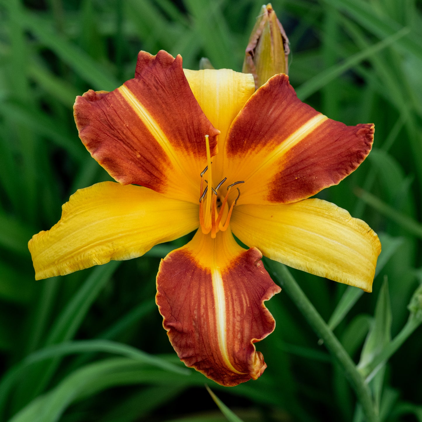 Hemerocallis 'Frans Hals' - Hardy's Cottage Garden Plants