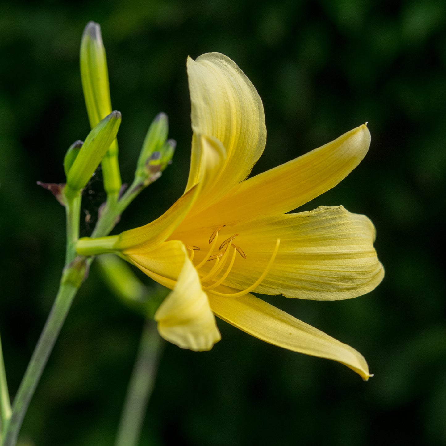 Hemerocallis 'High Tor'