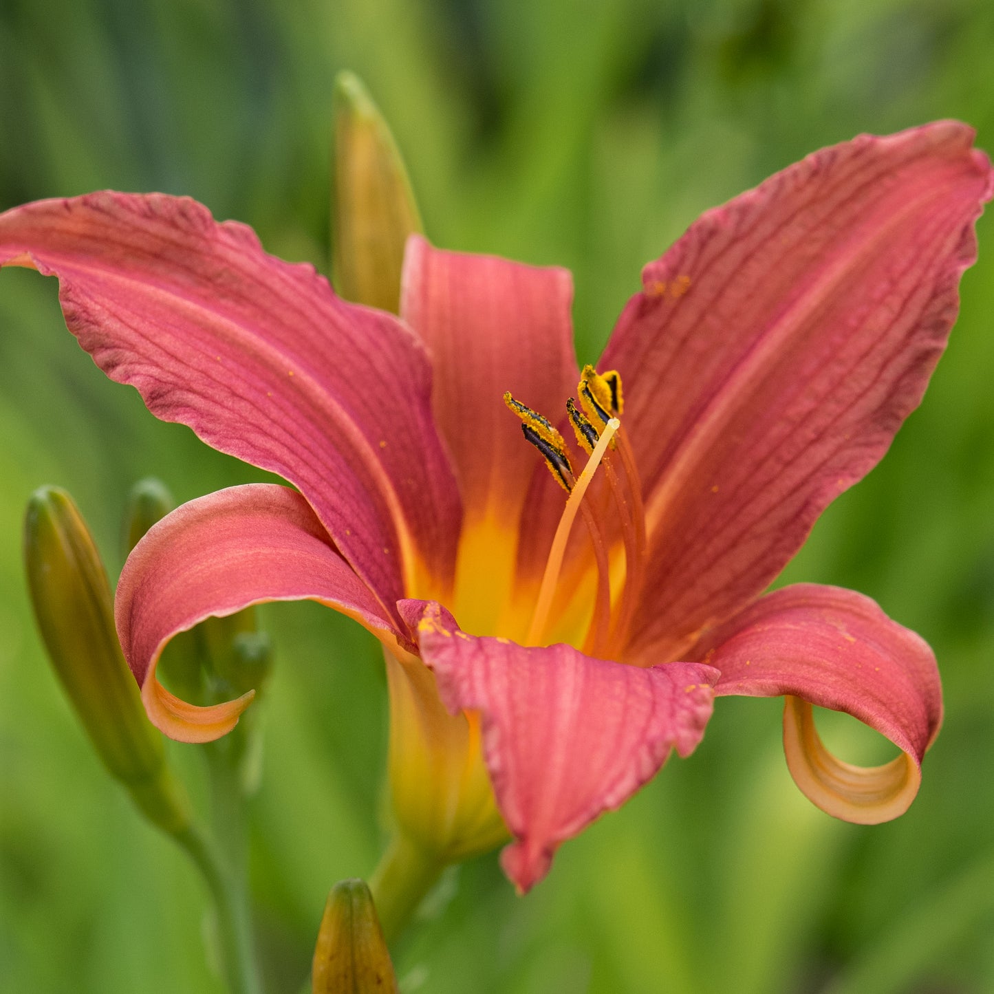 Hemerocallis 'Pink Damask' - Hardy's Cottage Garden Plants