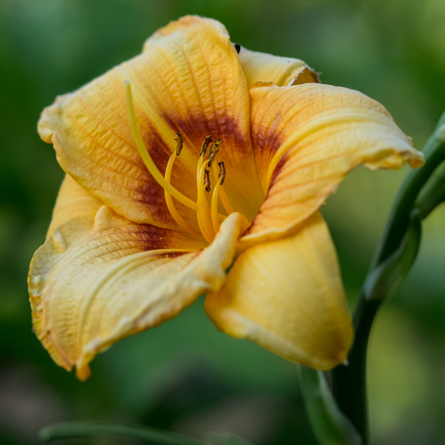 Hemerocallis 'Siloam June Bug' - Hardy's Cottage Garden Plants