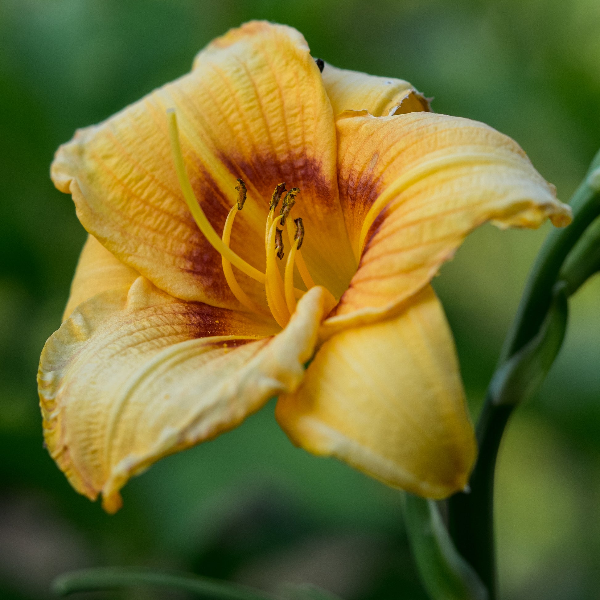 Hemerocallis 'Siloam June Bug' - Hardy's Cottage Garden Plants