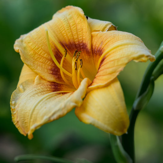 Hemerocallis 'Siloam June Bug'