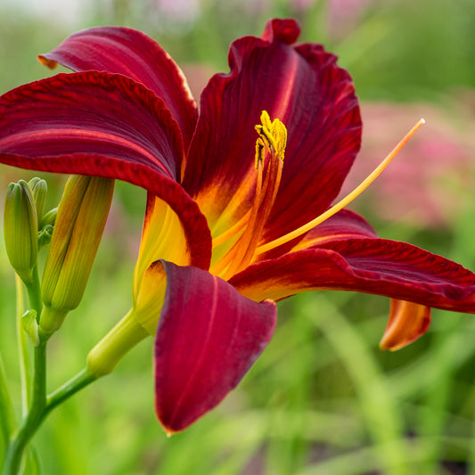 Hemerocallis 'Stafford' - Hardy's Cottage Garden Plants