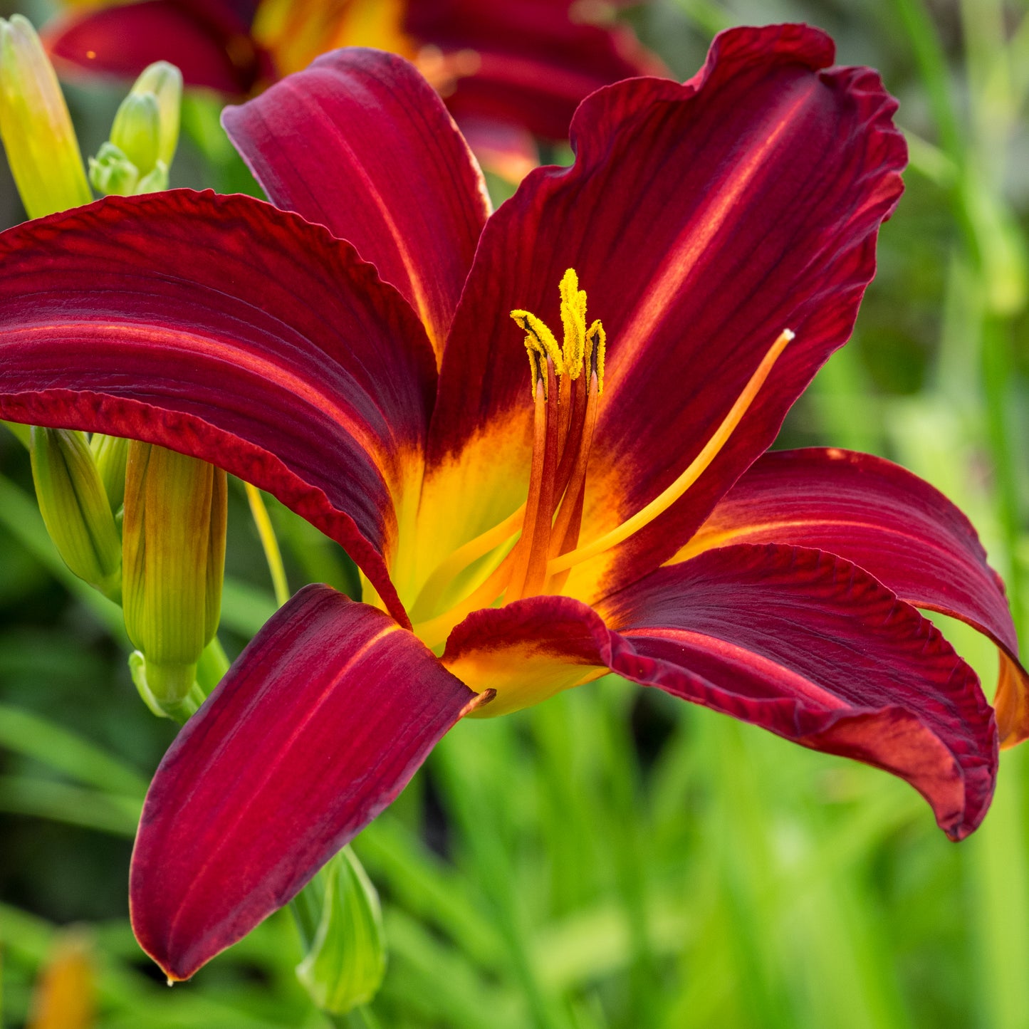 Hemerocallis 'Stafford'