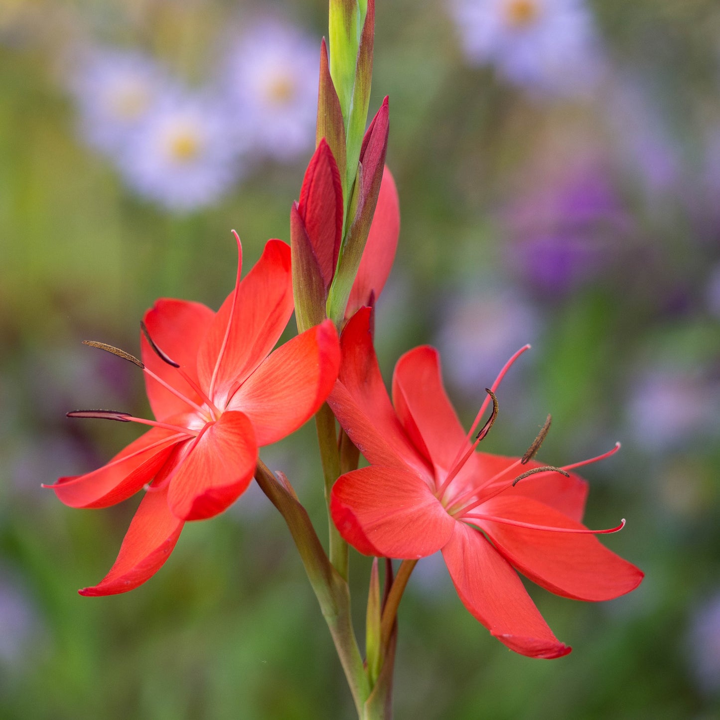 Hesperantha coccinea 'Major'