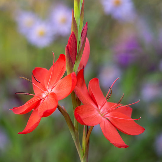 Hesperantha coccinea 'Major'