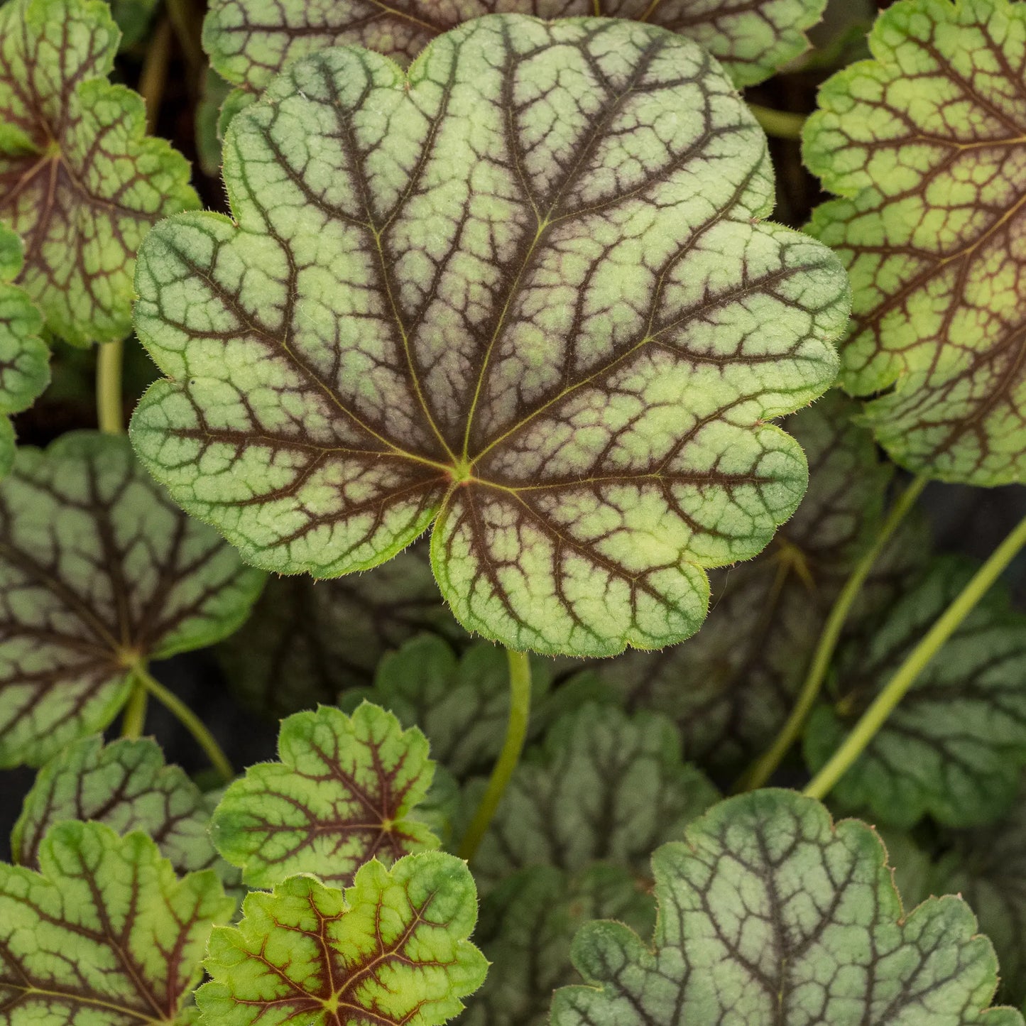Heuchera 'Green Spice' — close-up of silvery-green lobed leaves with bold burgundy veining radiating from a dark centre