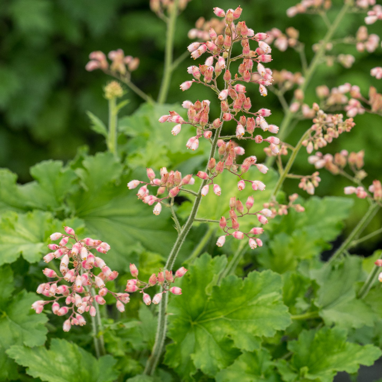 Heuchera 'Strawberry Swirl' - Hardy's Cottage Garden Plants