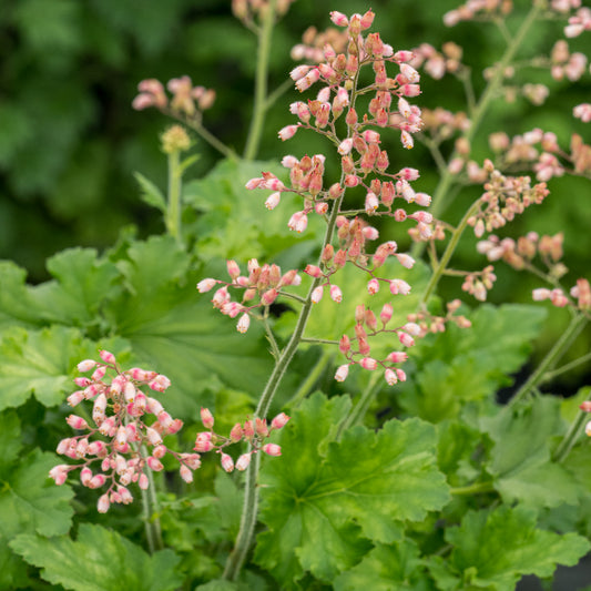Heuchera 'Strawberry Swirl'
