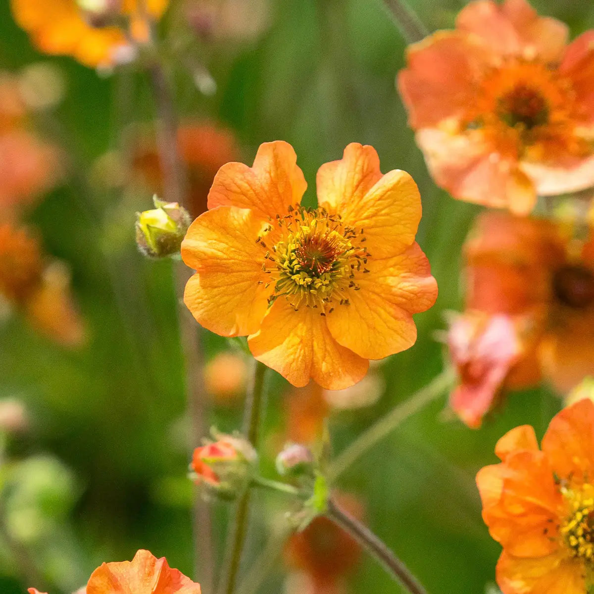Hardy's Cottage Garden Plants
