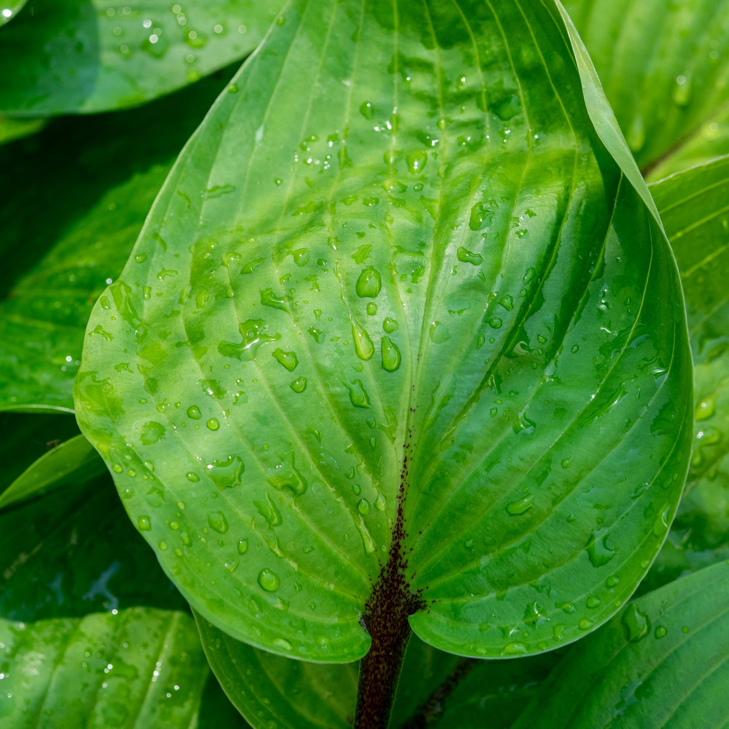 Hosta 'Purple Heart'