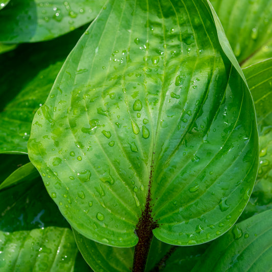 Hosta 'Purple Heart'