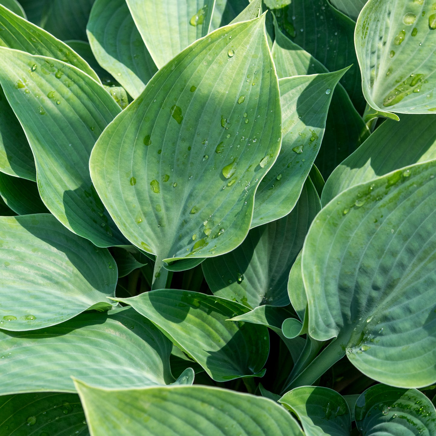 Hosta (Tardiana Group) 'Halcyon'