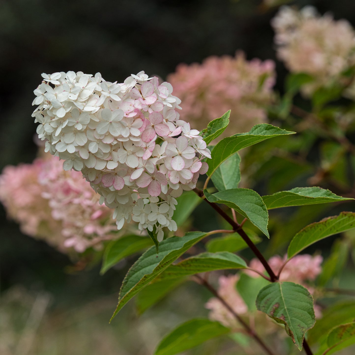 Hydrangea paniculata Vanille Fraise ('Renhy'PBR)
