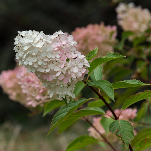 Hydrangea paniculata Vanille Fraise ('Renhy'PBR)