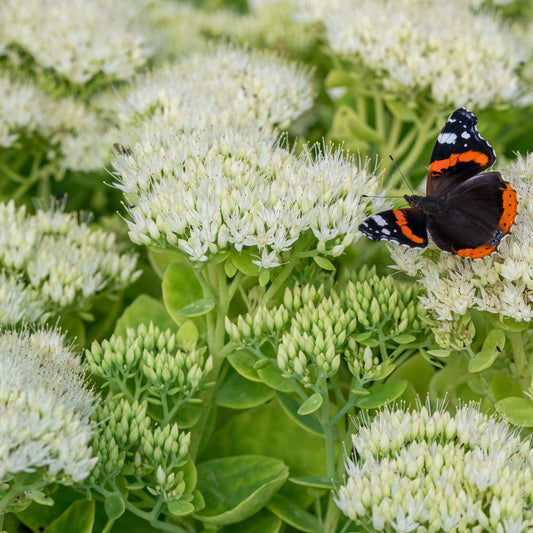 Hylotelephium spectabile 'Iceberg'