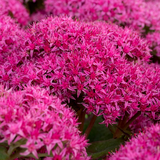 Hylotelephium 'Carl'