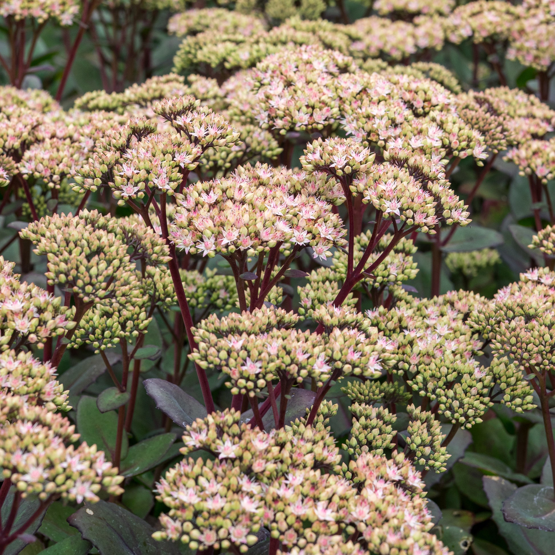 Hylotelephium 'Matrona' - Hardy's Cottage Garden Plants