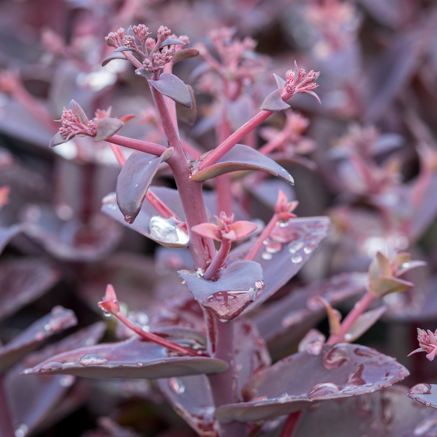 Hylotelephium 'Oriental Dancer'