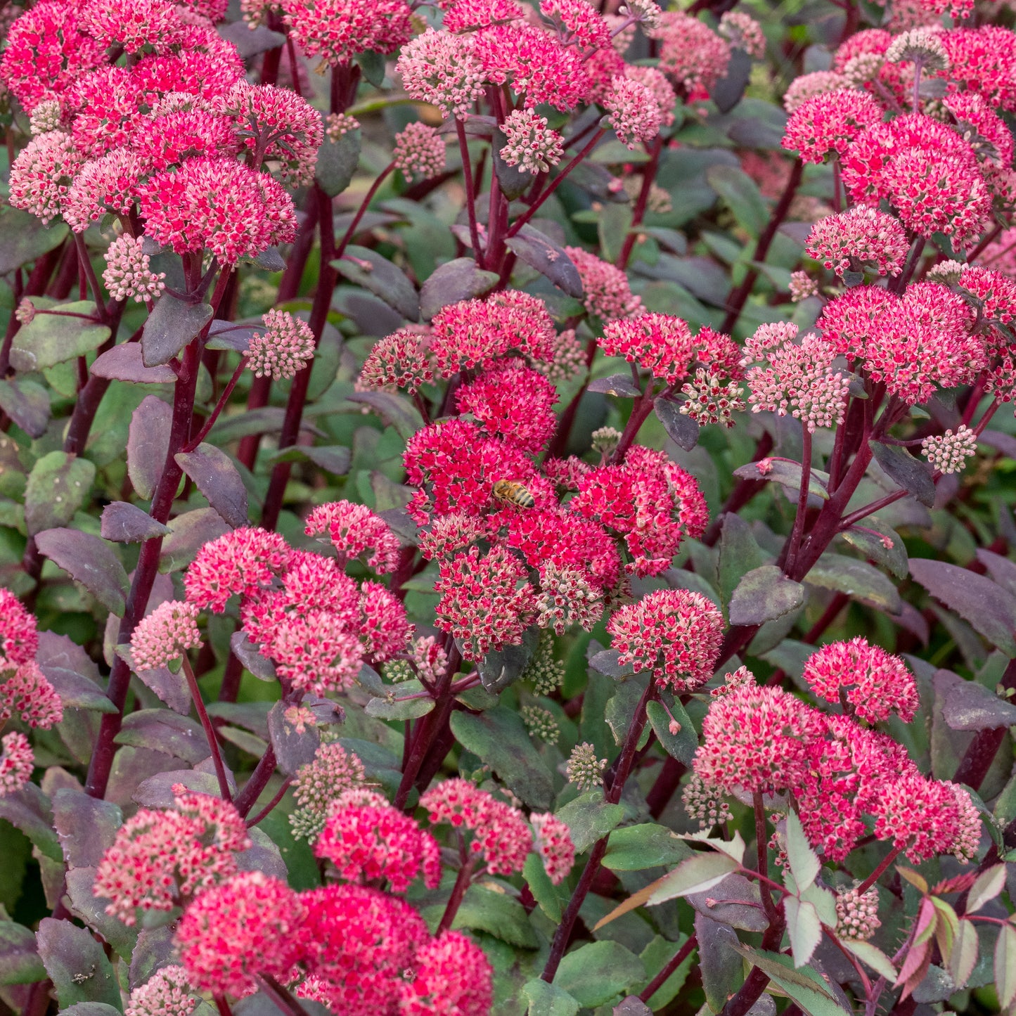 Hylotelephium 'Red Cauli' - Hardy's Cottage Garden Plants