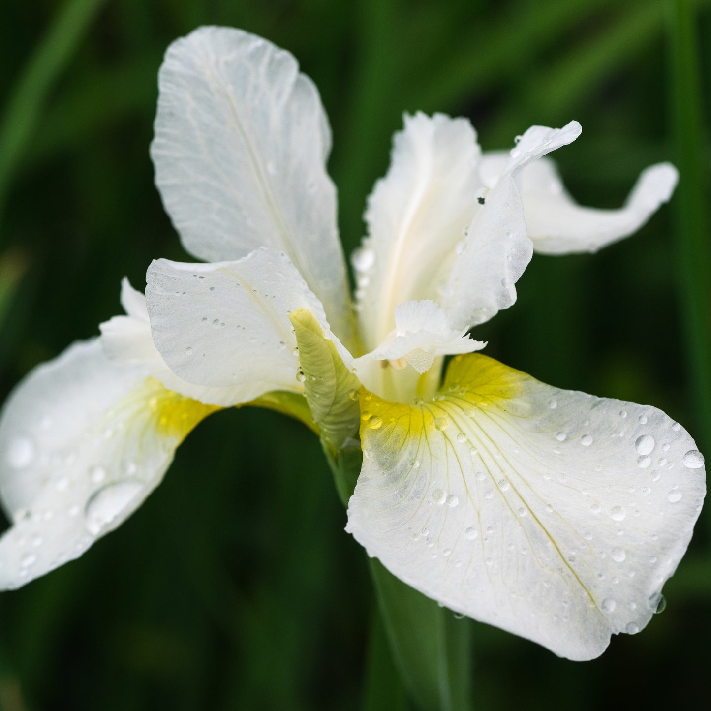 Iris 'White Swirl'