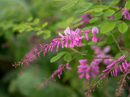 Indigofera kirilowii - Hardy's Cottage Garden Plants