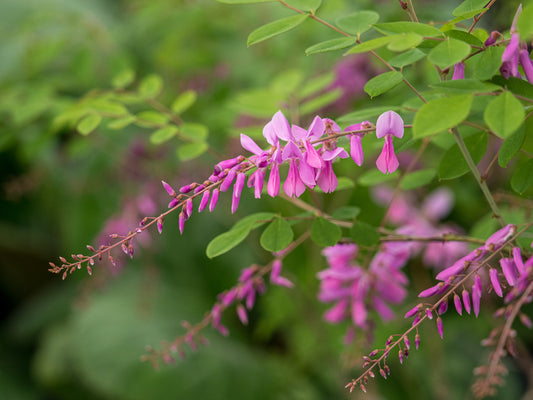 Indigofera kirilowii - Hardy's Cottage Garden Plants
