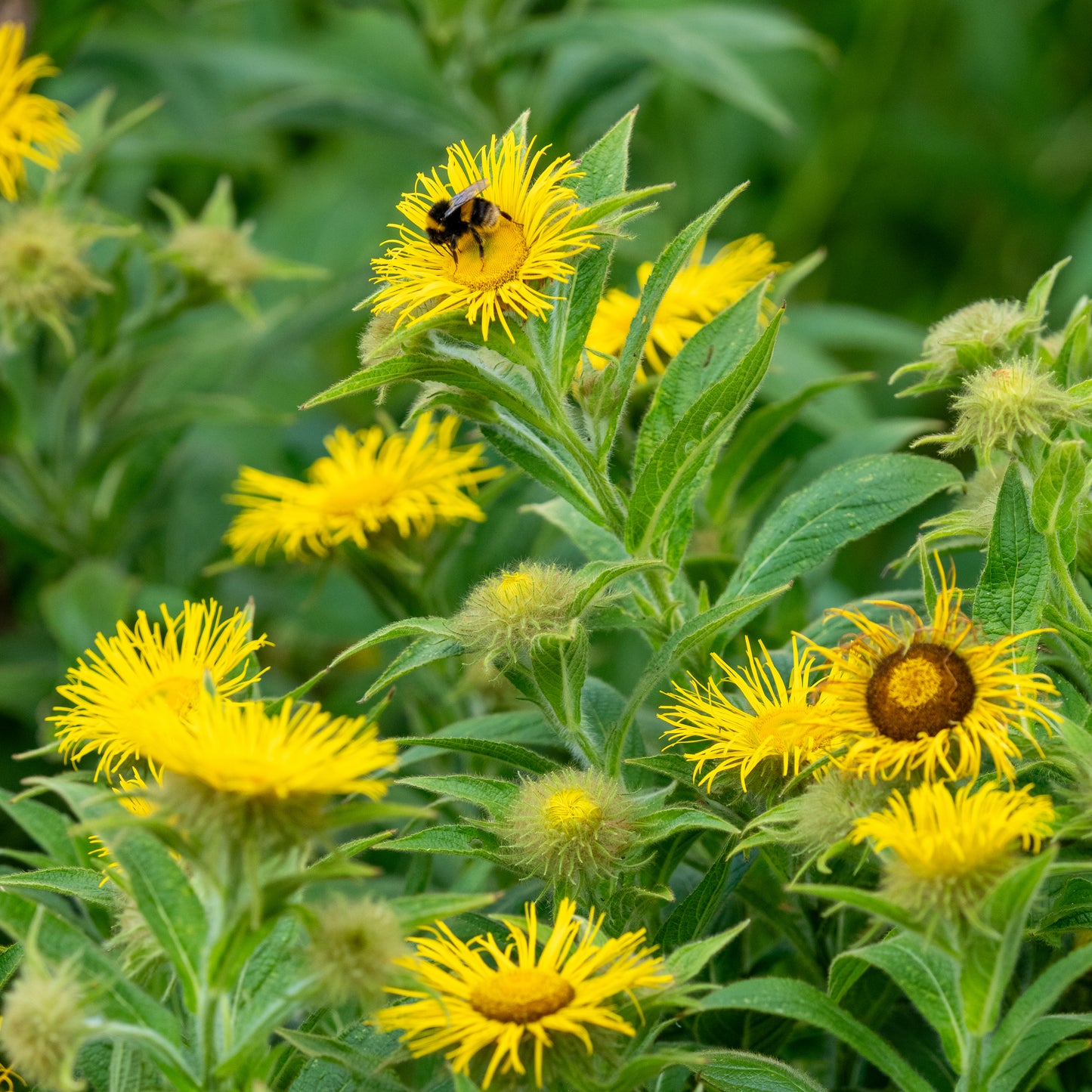 Inula hookeri