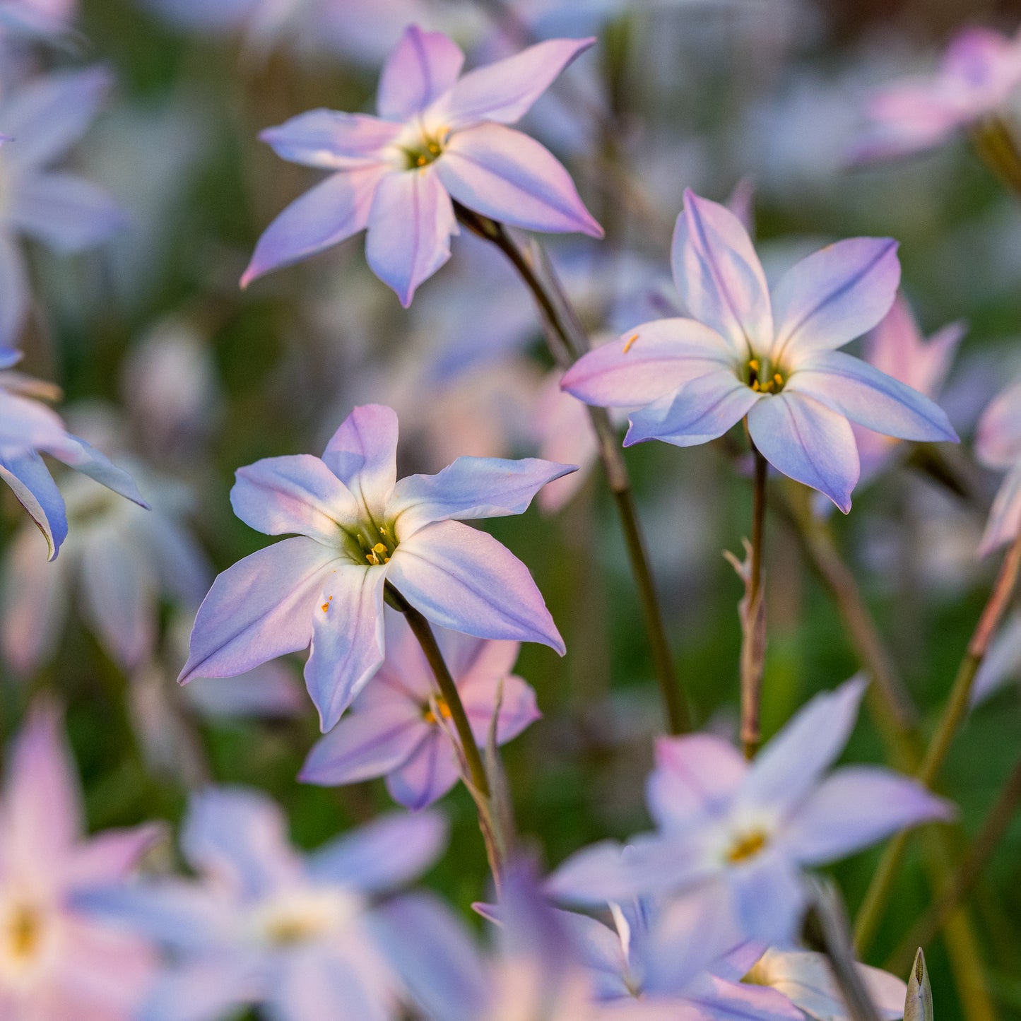 Ipheion 'Hardy's Gem'
