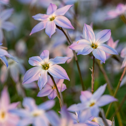 Ipheion 'Hardy's Gem'