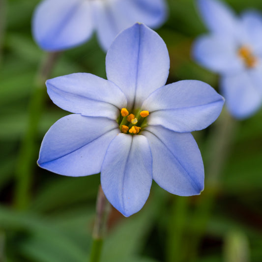 Ipheion 'Rolf Fiedler'