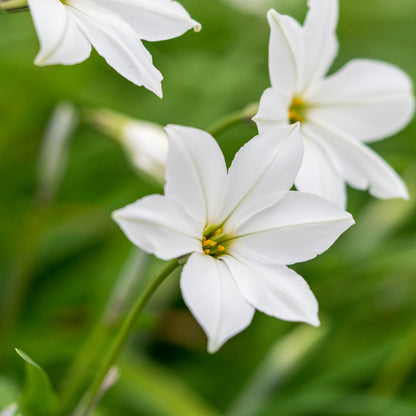 Ipheion 'Alberto Castillo' - Hardy's Cottage Garden Plants