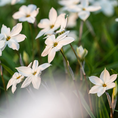Ipheion 'Alberto Castillo' - Hardy's Cottage Garden Plants