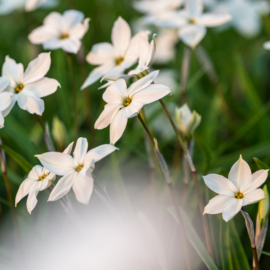 Ipheion 'Alberto Castillo' - Hardy's Cottage Garden Plants