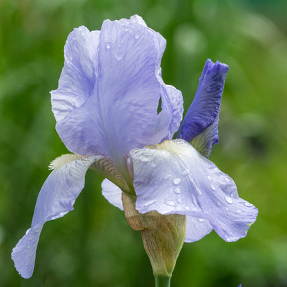 Iris 'Jane Phillips' - Hardy's Cottage Garden Plants