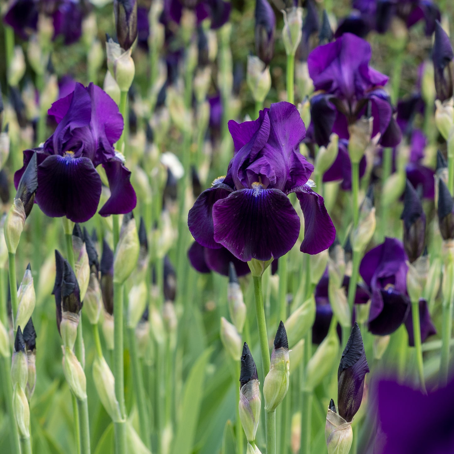 Iris 'Sable'