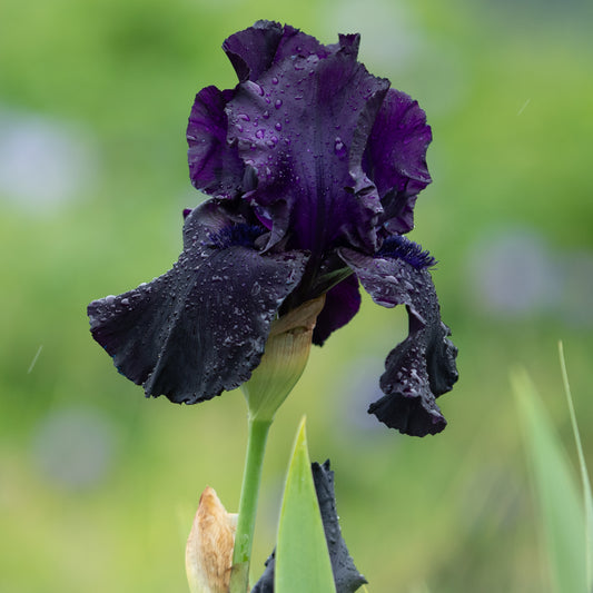 Iris 'Black Tie Affair' (TB)'