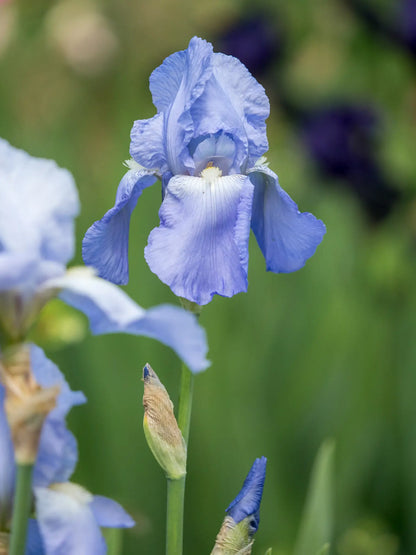 A close-up photograph of the light blue Iris 'Jane Phillips' flower in bloom with other blurred blue and purple Iris flowers and green foliage in the background.