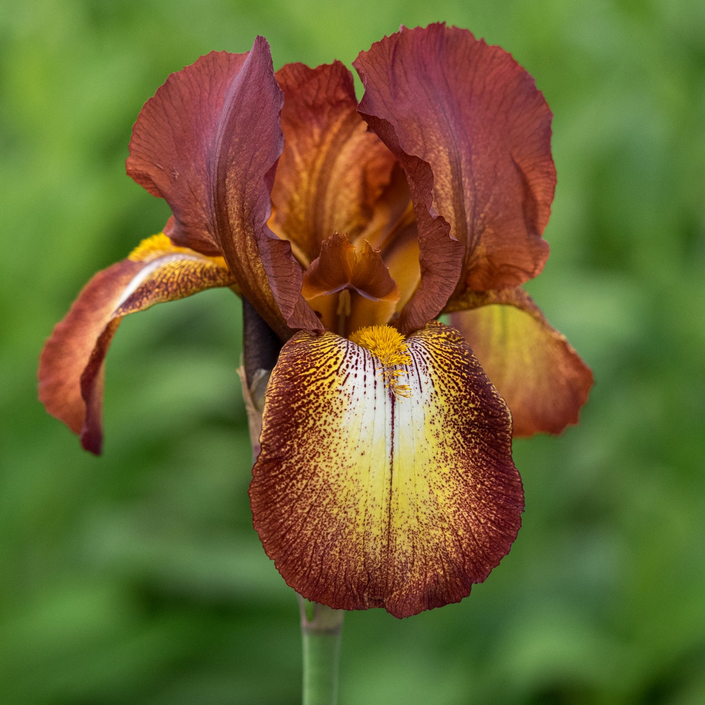 Iris 'Kent Pride'