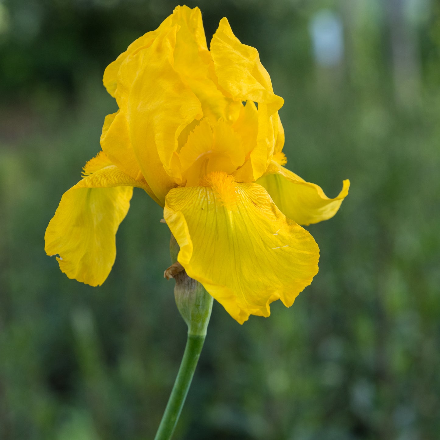 Iris 'Ola Kalá'
