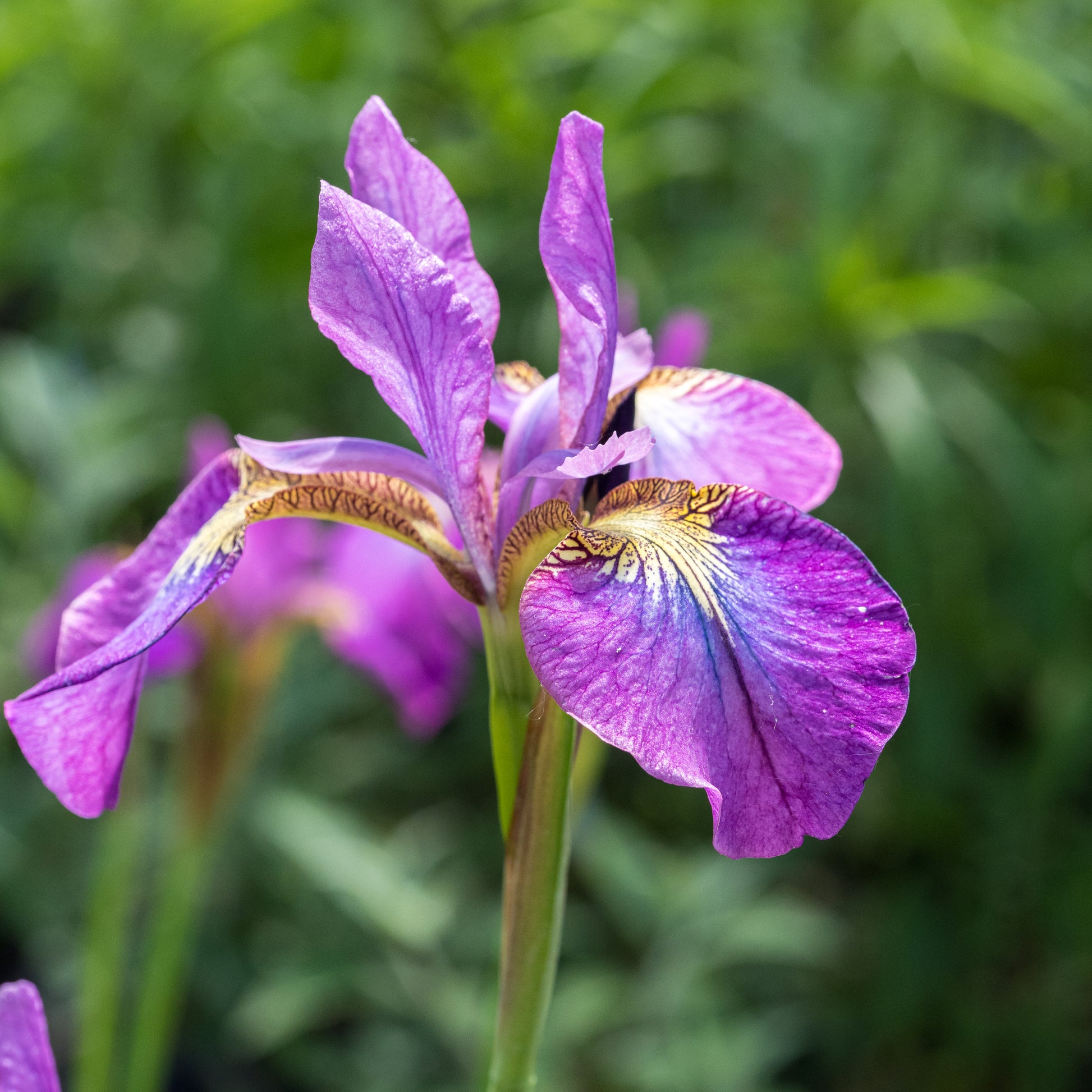 Iris 'Sparkling Rose' (Sib) - Hardy's Cottage Garden Plants